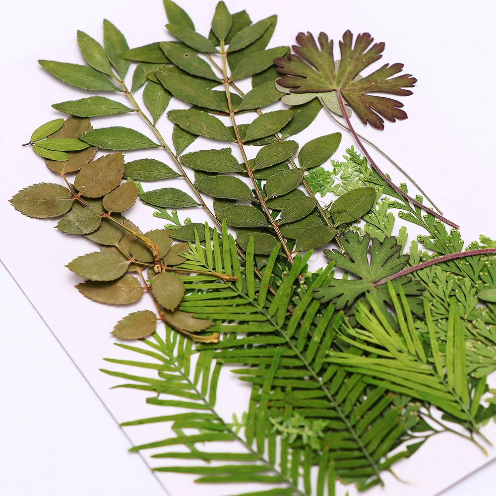 1 пакет натуральные сухие листья декоративные настоящие высушенные цветы