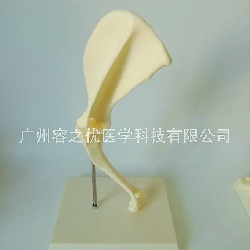 

dog shoulder joint Animal shoulder joint shoulder joint with ligament dog joint