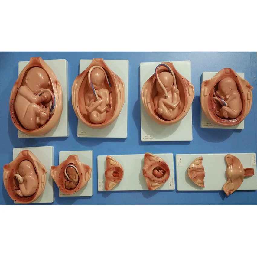 

Development Process of Fetus, Fetus growth during pregnancy