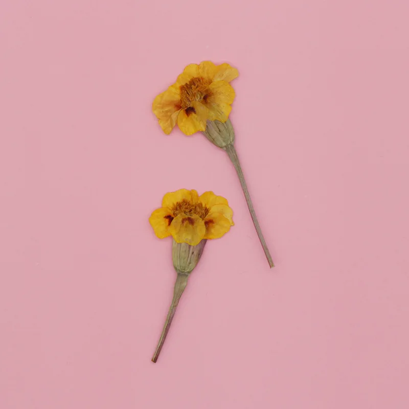 250 шт. размер: 4-6 см прессованный высушенный Tagetes Patula L. В форме цветка + листьев