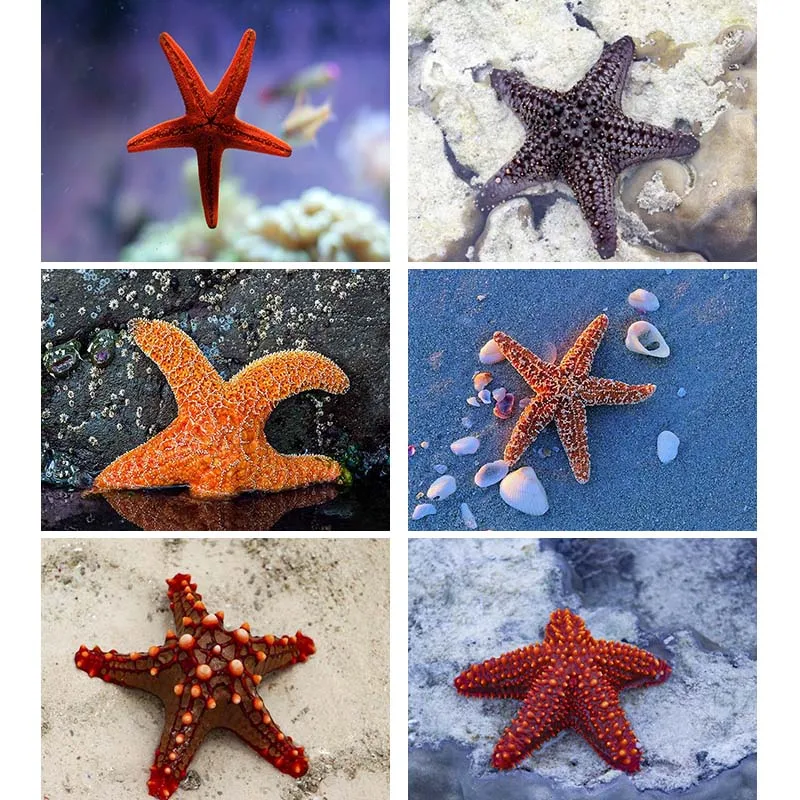 

Full Square Round Kit DIY 5D Diamond Painting Starfish Diamond Embroidery Coast Beach Image Rhinestone Wall Home Decor L35