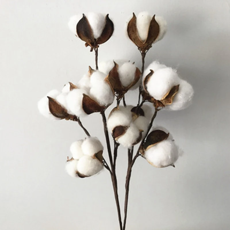 Сушеный Цветок хлопок 6 капок ветка цветы вечный цветок натуральный сушеный DIY