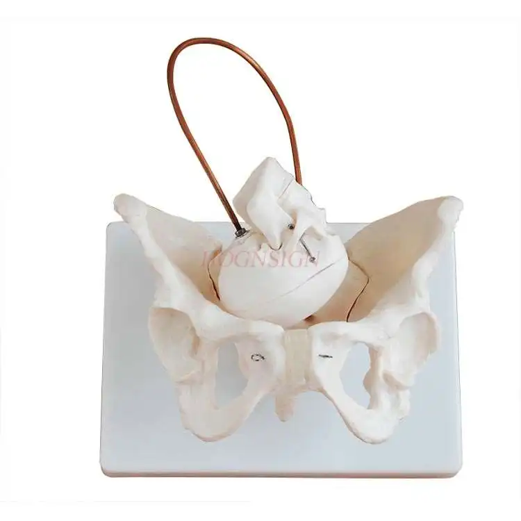 Female pelvis model with fetal head bone gynecology and obstetrics obstetrics delivery midwifery pubic sacrum teaching mold