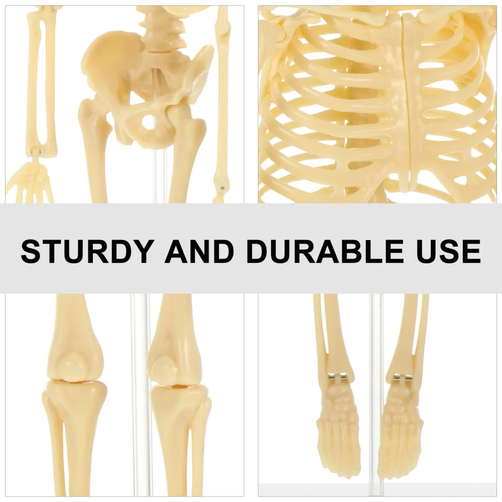 

DIY Assembly Manikin Model Simulation Mannequin Skeleton Model Kids
