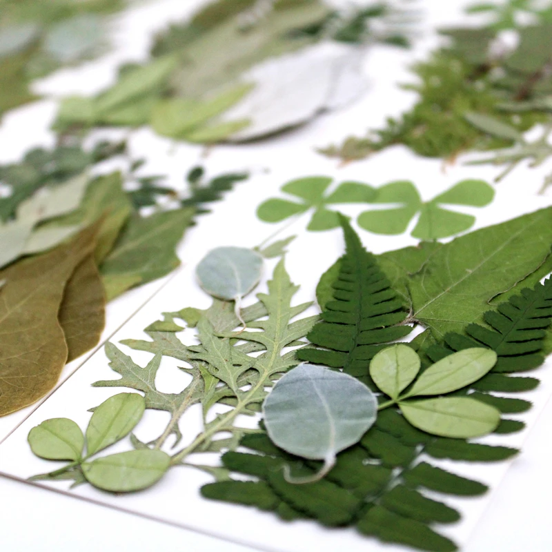12pcs/bag Nature Pressed green leaves petals Real plant for DIY Art Craft Bookmark Wedding invitation Gift card Decoration | Дом и сад