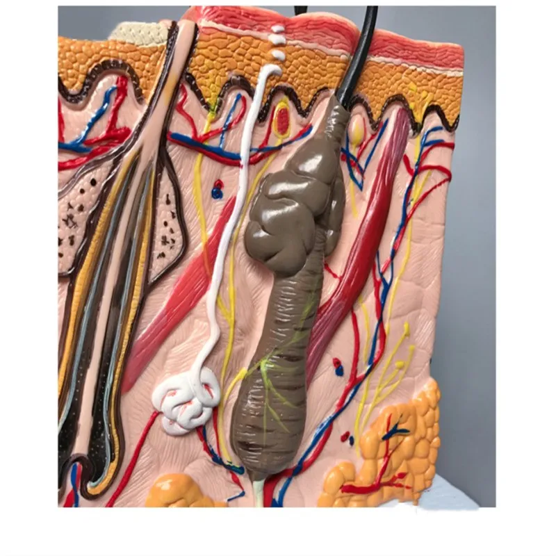 

Human Body Skin Structure anatomy model Skin layout Enlarged Surface Nerve tissue models traumatic pistol medical organ science