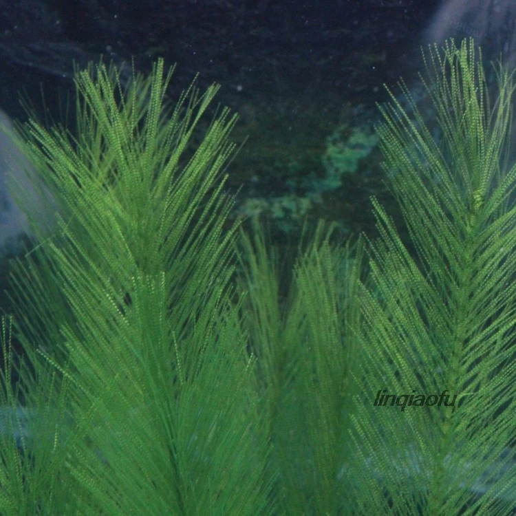Новые зеленые водные растения мягкие аквариумные Ландшафтные украшения для