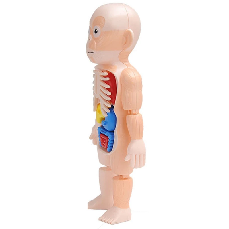 

B2RE Human Body Model Toy for Children 3D Body Puzzle Brain Developmental Jigsaw Learning & Education Toys Science Kits & Toy