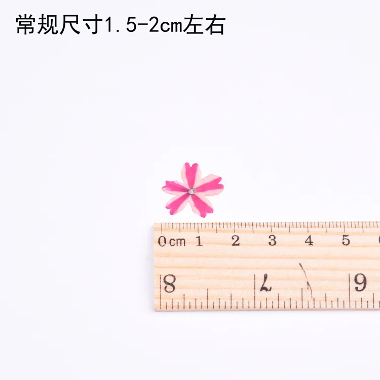 

Lollipop Verbena Dried Flowers Embossing Valentine's Day Handmade Gift Diy Resin Art Supplies Mobile Phone Shell Material