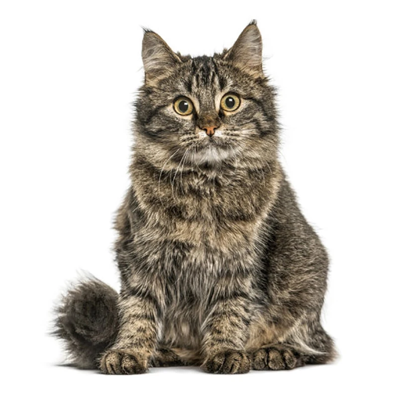 

B0705 # самоклеящаяся наклейка автомобильный стикер Кот, водонепроницаемые автомобильные декорации на бампер, заднее окно мотоцикла