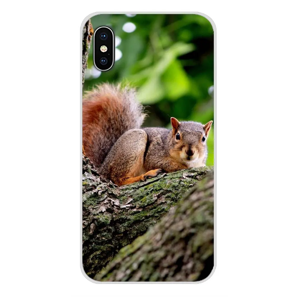 For LG G3 G4 Mini G5 G6 G7 Q6 Q7 Q8 Q9 V10 V20 V30 X Power 2 3 K10 K4 K8 2017 Case Cover squirrel Guinea Pig Mouse peanut greedy | Мобильные