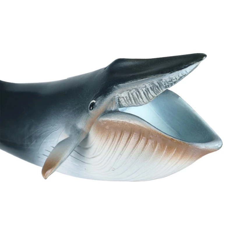 

Simulation Sea Life Whale Model Realistic Ocean Animal Action Figure Kids Educational Gifts Collection Toys