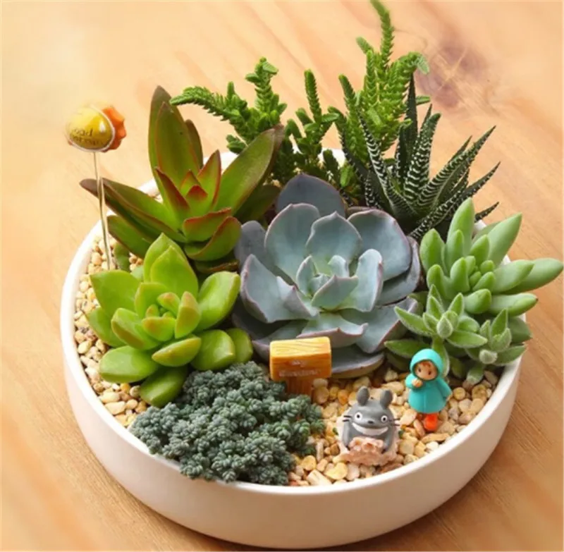 Мини Кактусы В Горшках Купить