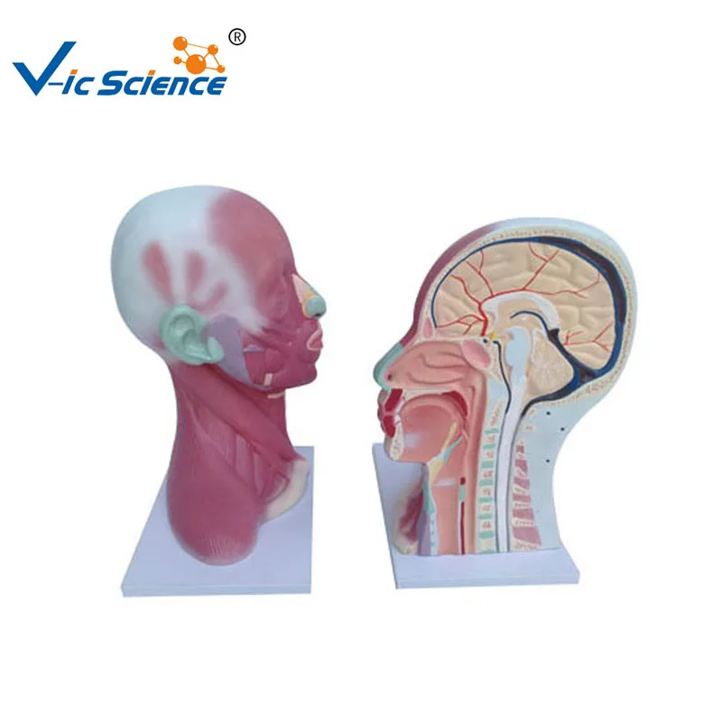 head and neck Regional anatomical model