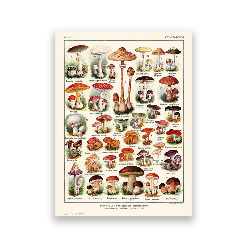 

Антикварные ботанические принты с грибами, Wall's Tale, печать на холсте