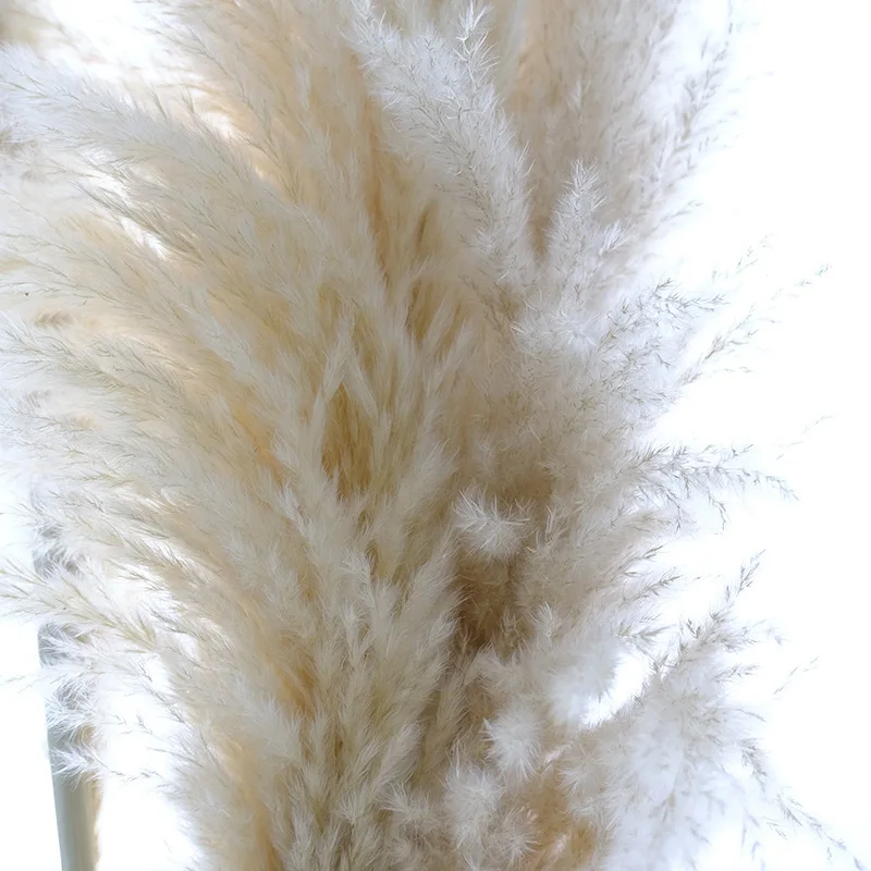 

Natural Big Reed Pampas Grass Dried Flowers Wedding Valentines Day Gift Decorations for Home Desktop Modern Simplicity