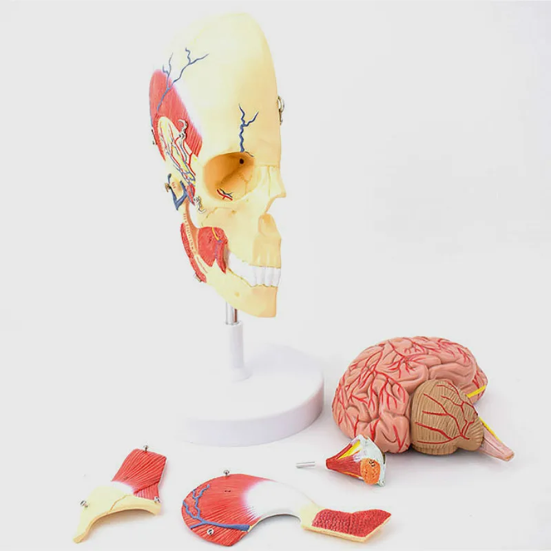 

Мастикаторная модель человеческого черепа MDCD, модель мозга череп и мозги