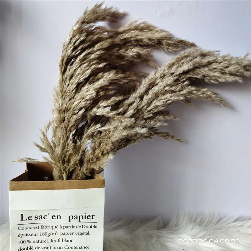 

20pcs Free shipping dried flower pampas grass bunch natural reed flowers for wedding home halloween decoration Plume 30-40cm