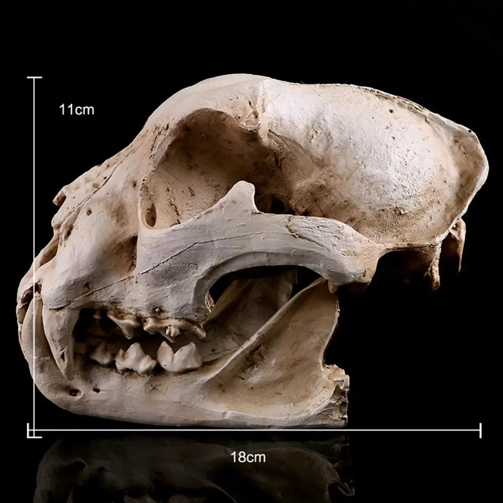 

Resin Imitation Dog Skull Model Simulated Animal Skeleton Decoration Display Decorative Gift