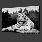 Плакаты и принты с изображением диких Белых Тигров, современный декор, настенная живопись, животные, HD, декоративная картина для гостиной