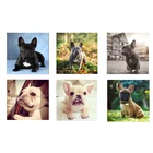 Домашней жизни аппликация панель в форме французского бульдога Diy Алмазная вышивка крестиком на рисунке, мозаичный пазл белый Алмазная вышивка собаки шарик настенный Стикеры