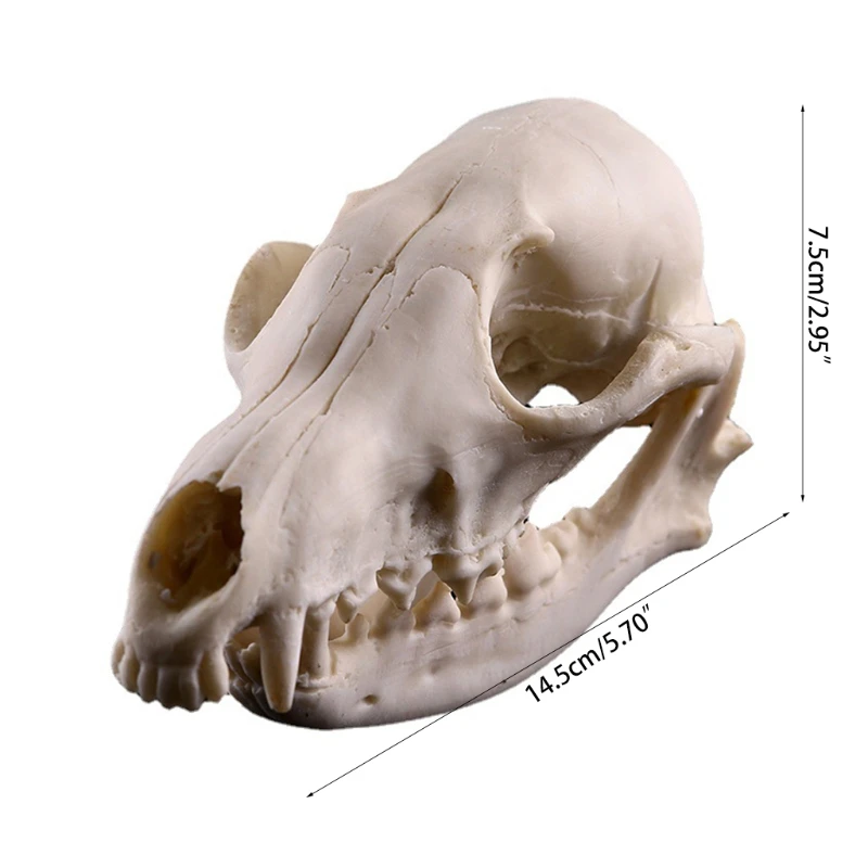 

Realistic Bones Skull Head Resin Skeleton Specimen Model Halloween Props Horrible Supplies Home Decoration