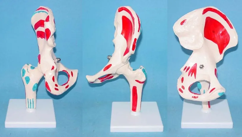 

hip joint skeleton model Medical Teaching Human specimens model free shipping