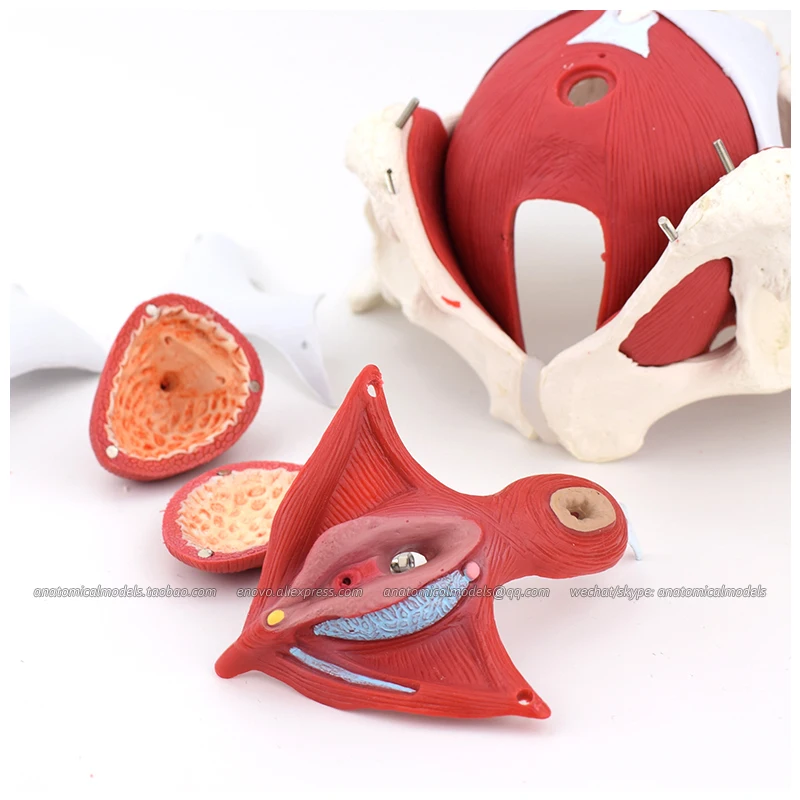 Модель анатомии таза для женщин модель обучения в медицине 12344|uterus model|female pelvis