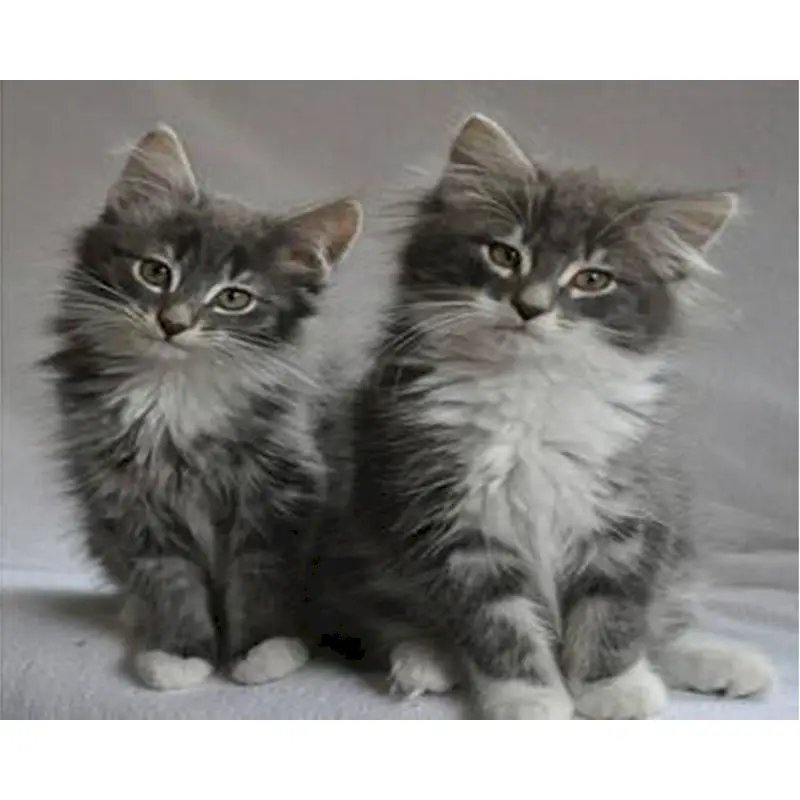 

SELILALI Two Smal Cats Oil Picture By Numbers Kits For Kids Beginner HandPainted Artcraft Acrylic Paint Draw On Canva Home Decor