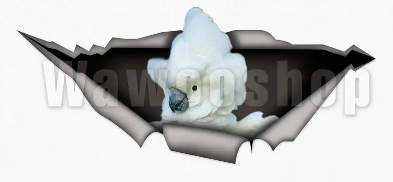 

2021 Umbrella Cockatoo decal, parrot decal, bird sticker, cockatoo decoration