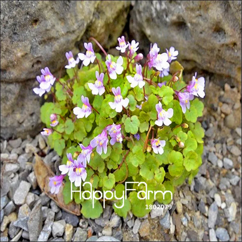 100 шт в пакете Самая низкая цена! плющовые плантации(Cymbalaria Muralis) Бонсай завод DIY цветы для дома, сада растения