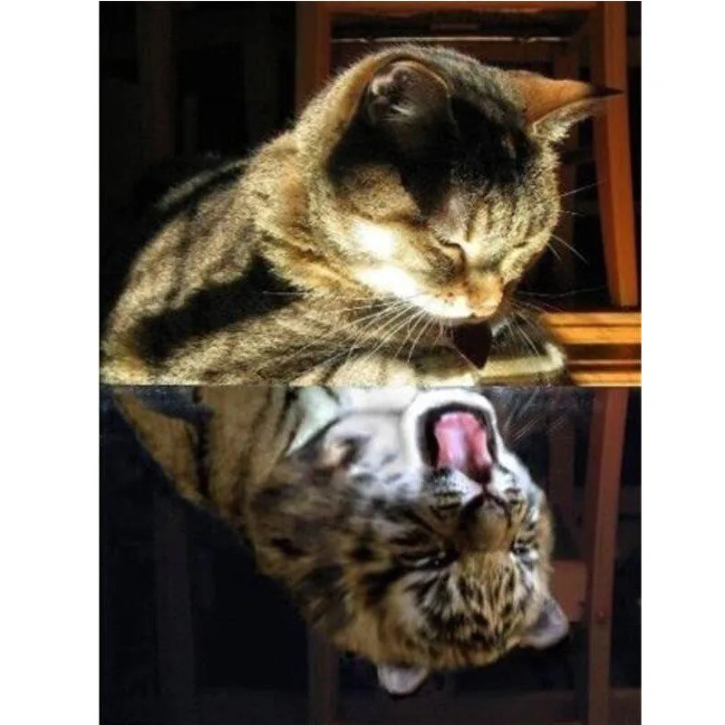 

DIY Full Diamond Diamond Painting Cat Cat Reflection Tiger 2020 New Mosaic Diamond Embroidery Decoration Furniture Wall Hanging