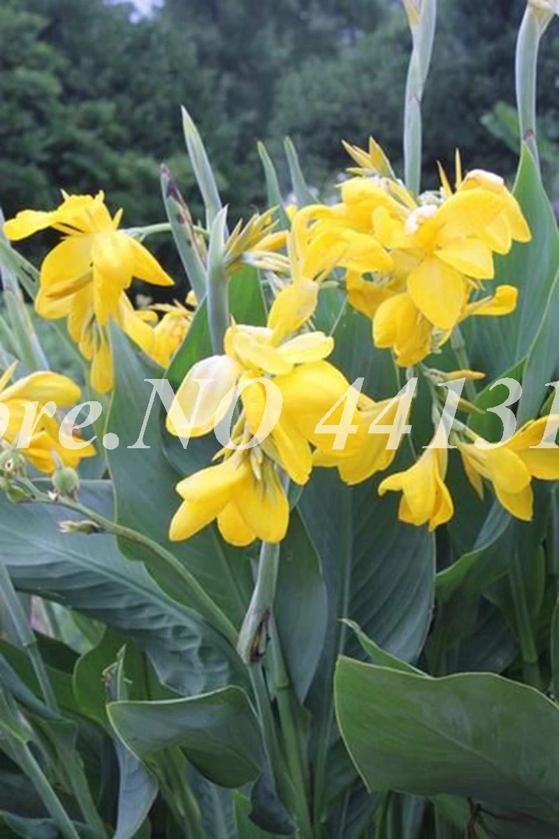 100 искусственный Декор Canna Lily | Дом и сад