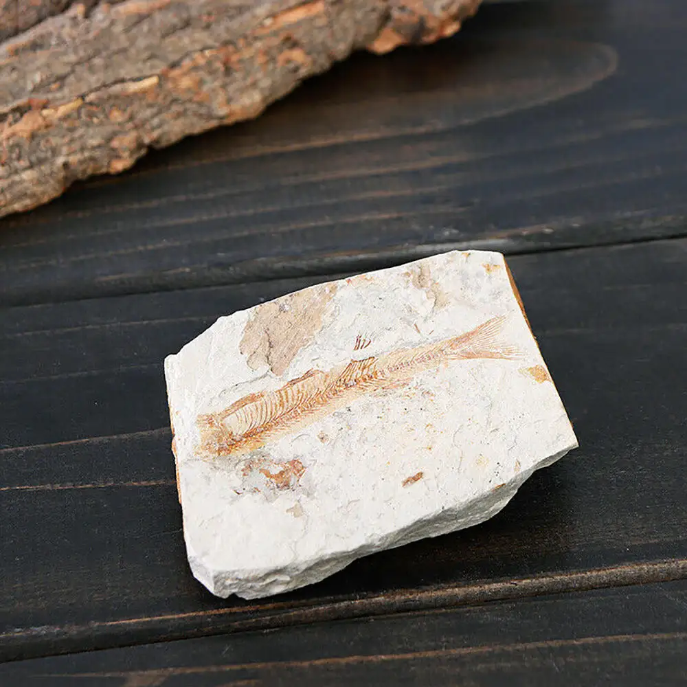 1pc Fish Fossil Natural Lycoptera Specimen Insect Gift Collection Stone Home Decoration | Дом и сад