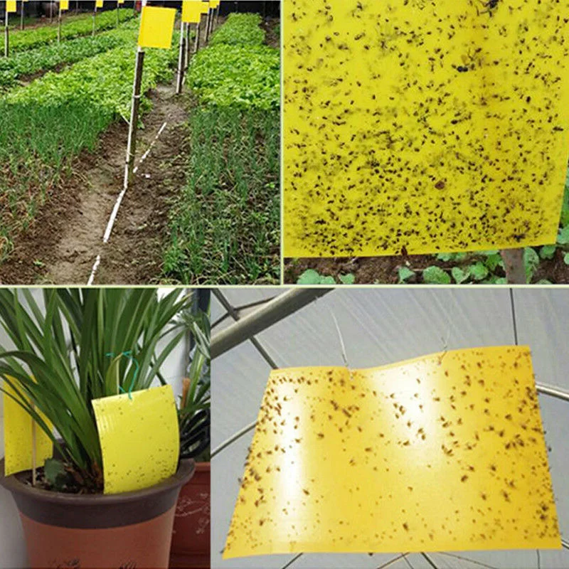 

Outdoor Sticky Adhesive Paper Insect Traps Catcher Killer Fly Aphids Wasp Pests