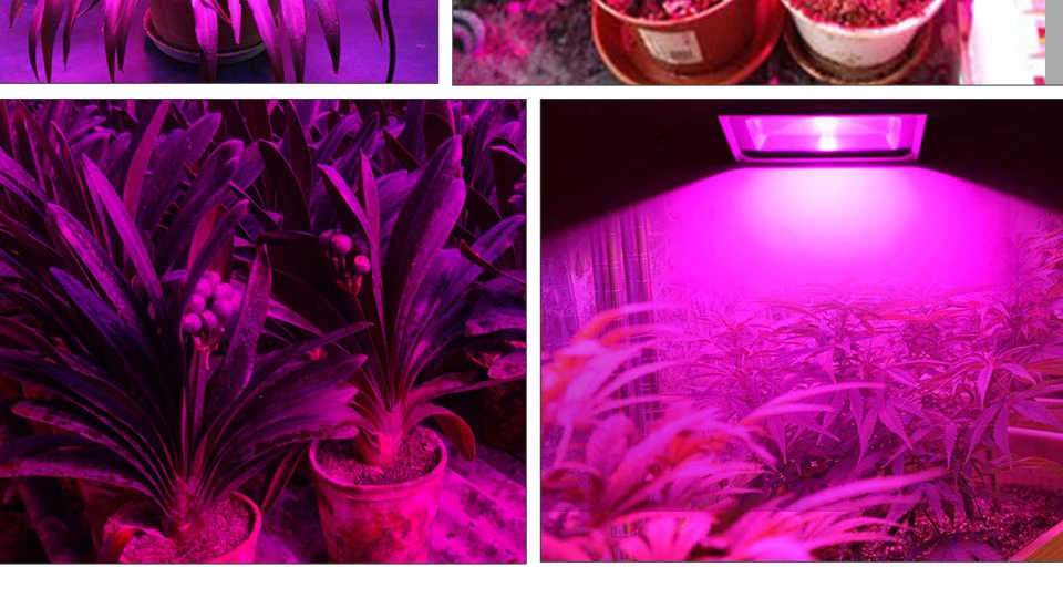 COB Led лампа для выращивания света чип полный спектр 220 В 110 В 20 Вт 30 Вт 50 Вт 380-780нм фитолампа для комнатных растений рассады цветок фитолампи