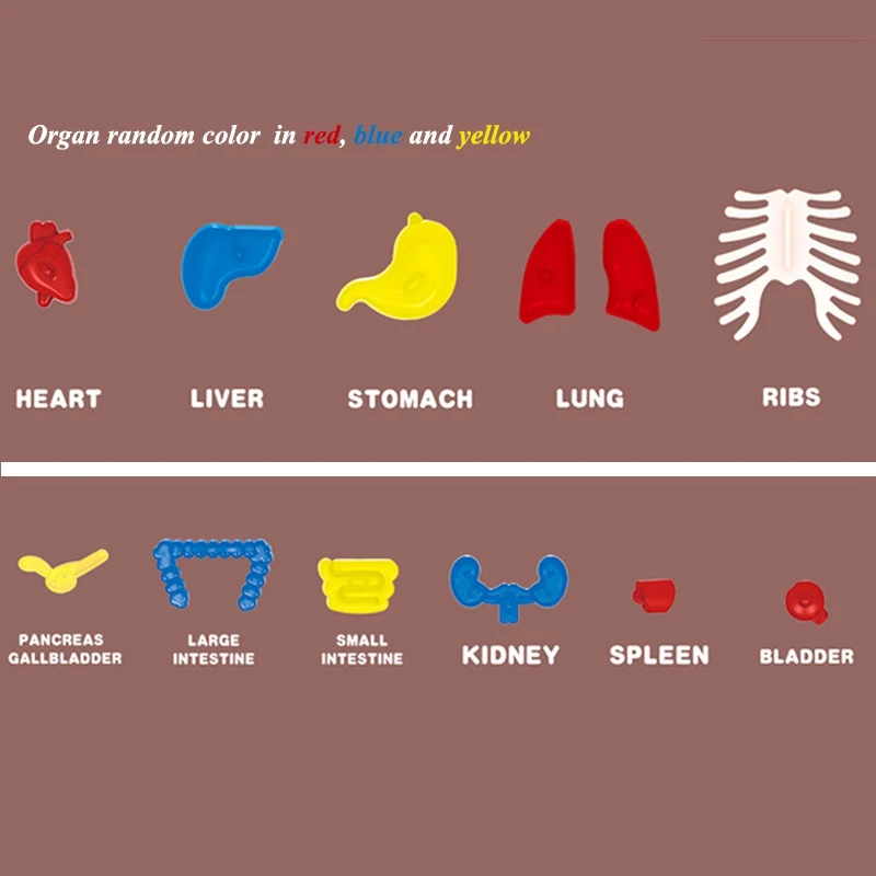 

Halloween Human Body Anatomy Model Plastic Human Organ Assembly Toy DIY Science Educational Toy for Children Kids