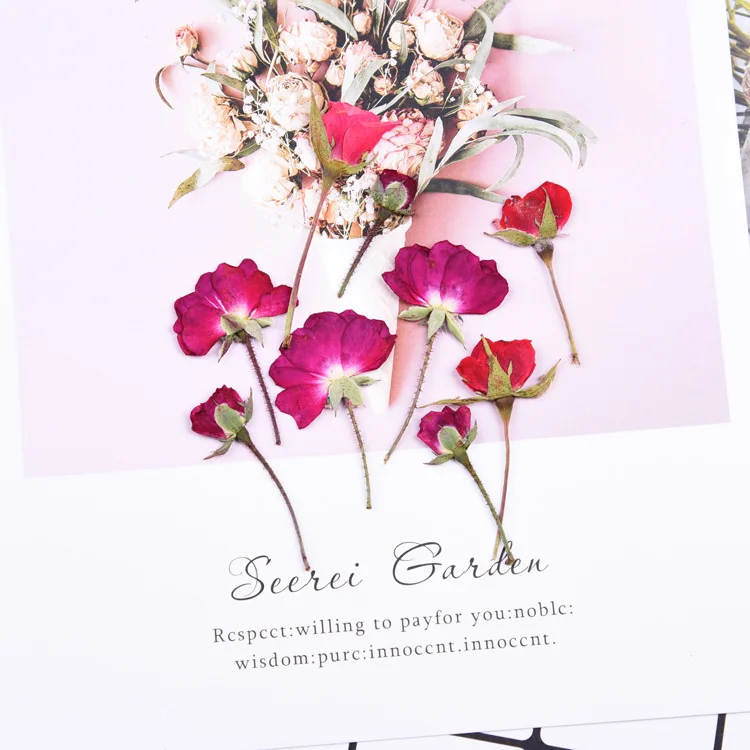 

8PCS Rose flower with branch pressed flower dried flower mobile phone case decal painting bookmark handbook making