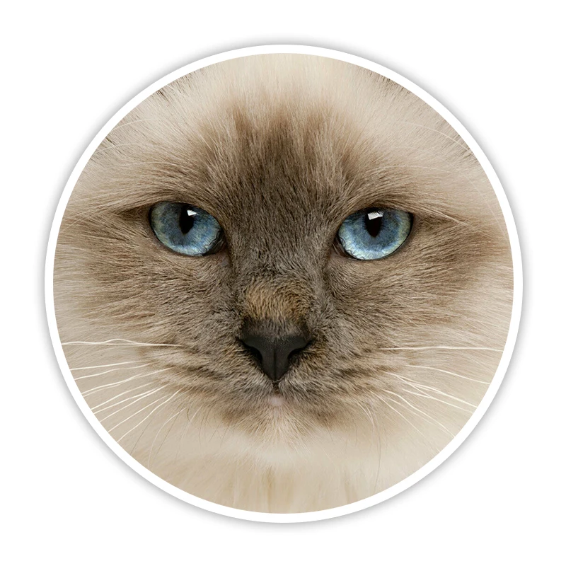

S60077# blue Eyed Cat Burmese Kitten Self-adhesive Decal Car Sticker Waterproof Auto Decors on Bumper Rear Window Laptop Choose