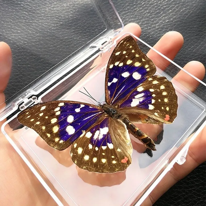 Натуральные настоящие образцы бабочек 2 шт. обучающий инструмент крючок для