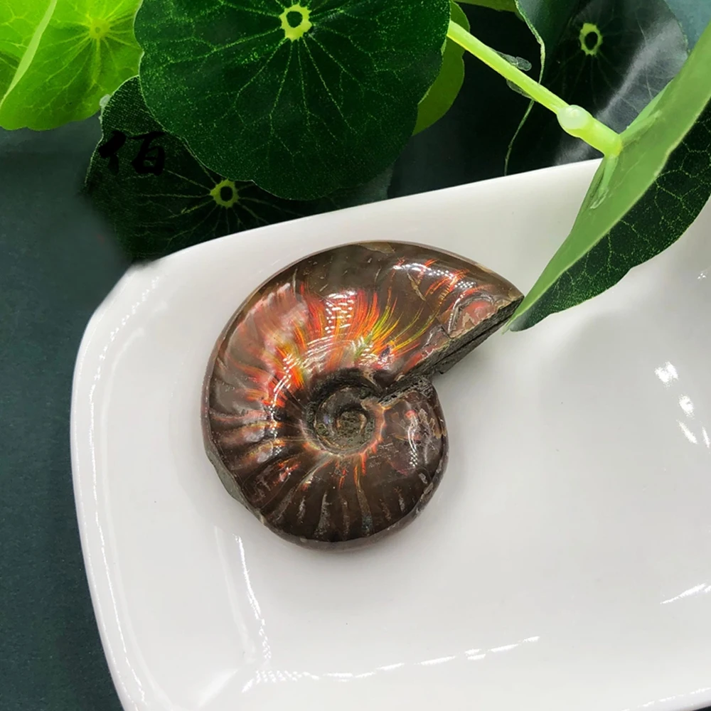 

Natural Iridescent Ammolite Facet Specimen Fossil Madagascar Ammonite Snail Fossil Collectibles Home Decoration