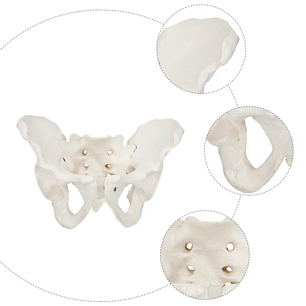 

1pc Female Pelvis Model Natural Large Pelvic Joint for Training