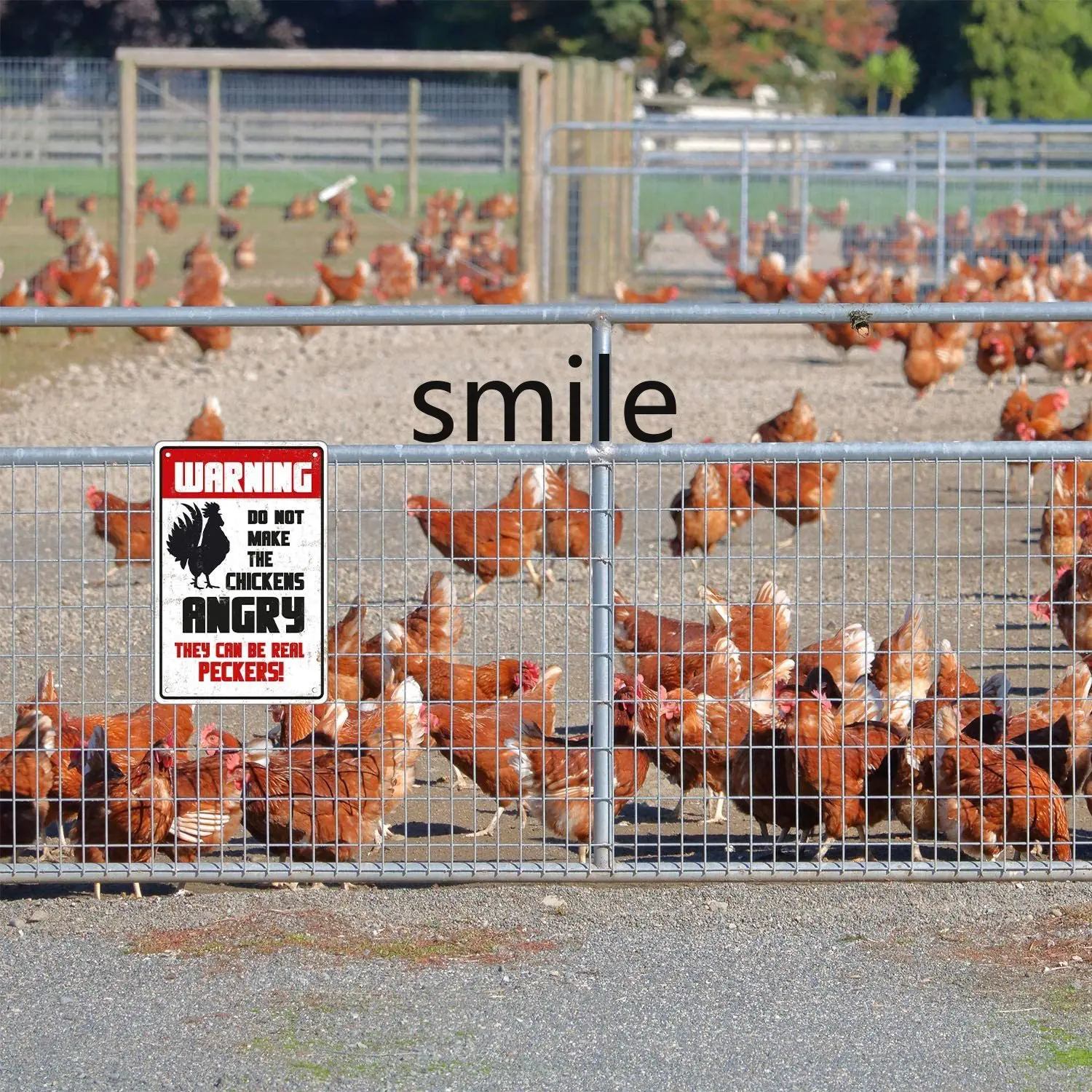 

Warning Sign Chicken Angry Do Not Make Chicken Angry Beware of Chicken Industrial Sign for Farmhouse Gate Fence Wall 8x12inch