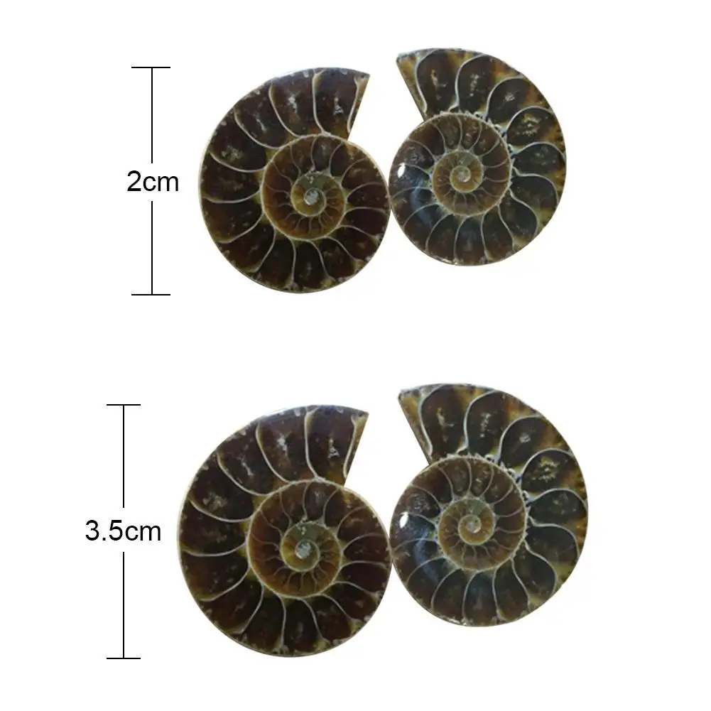 

1pcs Split Ammonite Fossil Specimen Shell Healing Decoration Madagascar Natural Stones And Minerals Small Conch Fossil