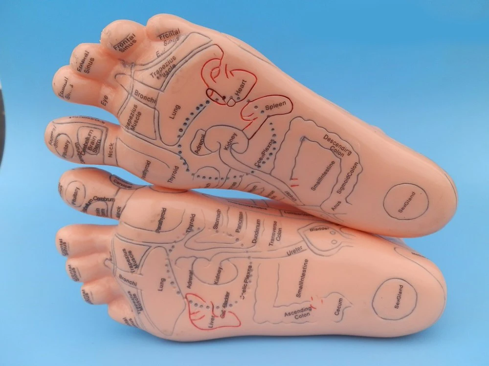 1 пара акупунктурная модель для массажа ног |