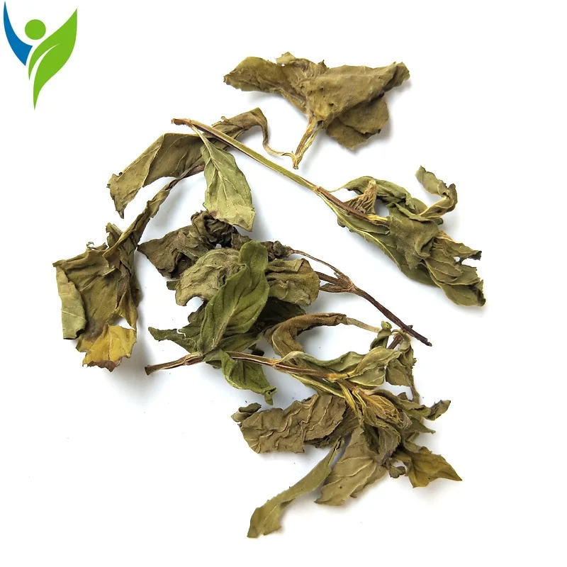 

Mint Leaves Newly Harvested Dried Herbs and Spices Dried Peppermint Tea