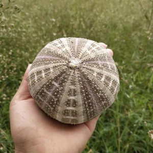 Бесплатная доставка, 1 шт., большой зеленый морской еж, натуральная раковина, Пляжное свадебное украшение, украшение для прибрежный дом