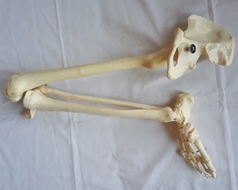 Life-Size Lower Extremity Model Lower Limbs Model Leg Joint Model Humans Skeleton Models Medical Teaching Skeleton Human Bones
