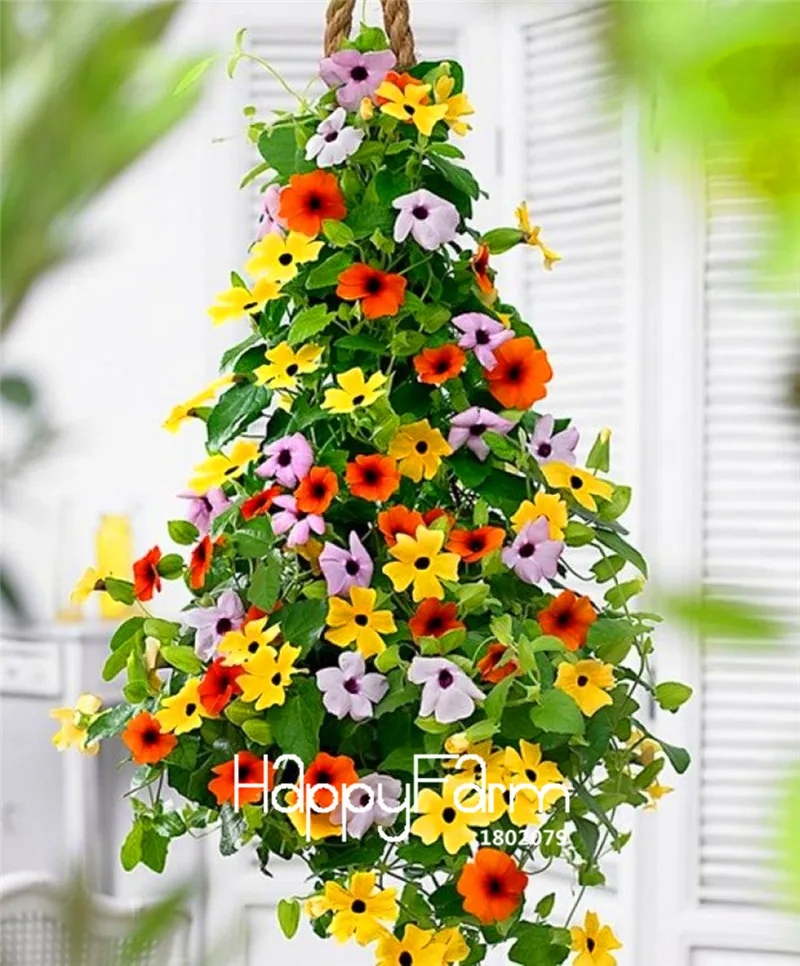 Срок-лимит! 100 шт./упак. тунбергия-лоза микс(Thunbergia alata) Органические восхождение цветы бонсай