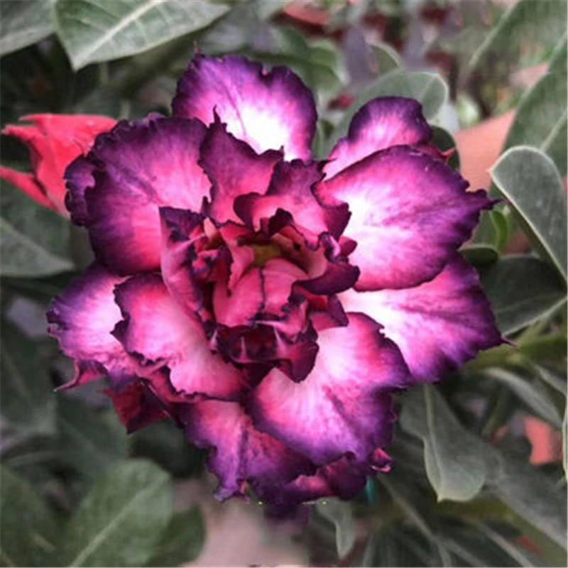 

Цветные семена роз, садовые натуральные растения, домашний ароматизатор, цветная маска для губ с аденимом и обеседобным цветком